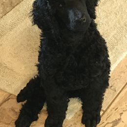 Poodle Puppies from LaFleur Poodles