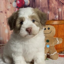 Kalani - Chocolate male Havanese puppy in Clermont, Florida from Country Sweet Havanese and Creative Coaching