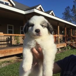 Great Pyrenees Puppies from Heritage Mountain Ranch