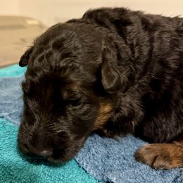 Iggy Pup - Black and red male German Shepherd puppy in Winchester, Kentucky from Vom Sturmjäger