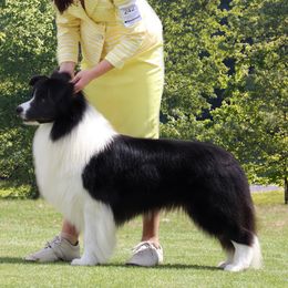 Edward - Border Collie