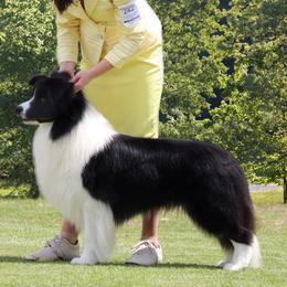 Edward - Border Collie