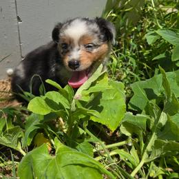 Scorch - Blue merle male Miniature Australian Shepherd puppy in Arlington, Texas from CopperHead Aussies