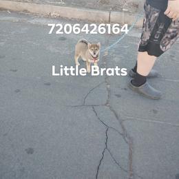 Kringle Sesame - Sesame male Shiba Inu puppy in Colorado Springs, Colorado from Little Brats