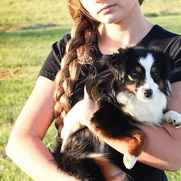 Miniature Australian Shepherds and Toy Australian Shepherds from Magnolia Hills Farm