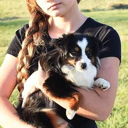 Miniature Australian Shepherds and Toy Australian Shepherds from Magnolia Hills Farm