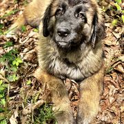 Great Pyrenees and Leonberger Puppies from Easter Acres