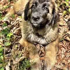 Great Pyrenees and Leonberger Puppies from Easter Acres