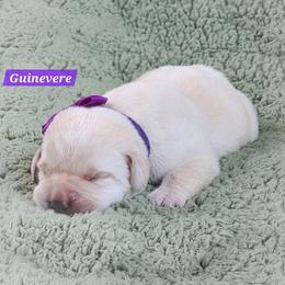 Girl 1 - female Labrador Retriever puppy in Mc Murray, Pennsylvania from Kingridge Kennels