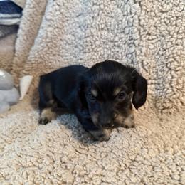 Daisy - Black and cream female Dachshund puppy in Ranburne, Alabama from Camdox