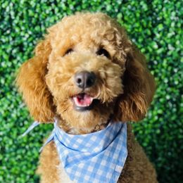 Mac - Poodle