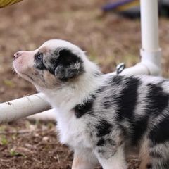 Australian Koolies from KittyHawkKoolies