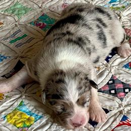 Liberty - Blue merle female Australian Shepherd puppy in Zeeland, Michigan from Apple Ridge AKC Aussies