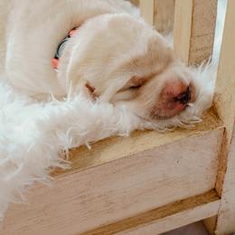Dilute Retriever Puppies from Weathervane Labs