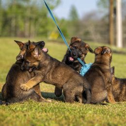 German Shepherd Puppies from Sommerfeld German Shepherds