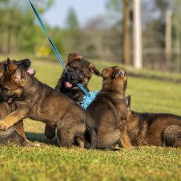 German Shepherd Puppies from Sommerfeld German Shepherds