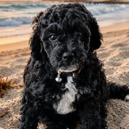 Poodles from Gardian