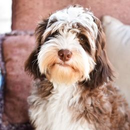 Paxton - Australian Labradoodle