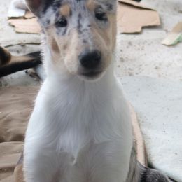 Collie Puppies from Thorndale Collies