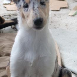 Collie Puppies from Thorndale Collies