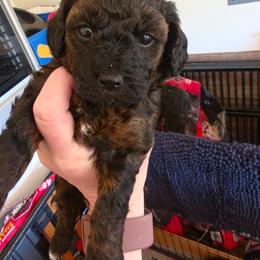 Phantom female - Phantom female Poodle puppy in Louisville, Mississippi from Cindy's Poodles