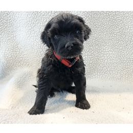 Mr Garnet - Black Portuguese Water Dog puppy in Grants Pass, Oregon from Rogue River Portuguese Water Dogs