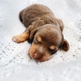 Slinky- CKC Registration - Chocolate and tan male Dachshund puppy in East Bend, North Carolina from Yadkin Valley Dachshunds