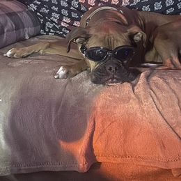Klover - Boxer