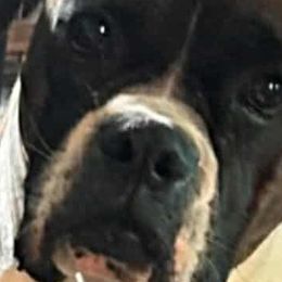 Boxers from Hunts Boxers