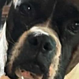 Boxers from Hunts Boxers
