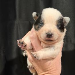 Duckie - Blue mottled female Australian Cattle Dog puppy in Rosharon, Texas from 4Surge Cattle Dogs