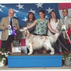 English Setter Puppies from Trailstarsetters