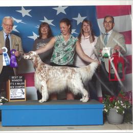 English Setter Puppies from Trailstarsetters
