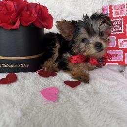 Hersheys - Black and gold male Yorkshire Terrier puppy in Riverside, California from Empire Yorkies