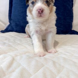 Kismet - Blue merle Australian Shepherd puppy in Patchogue, New York from South Shore Aussies