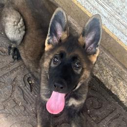 Ryzer - Sable male German Shepherd puppy in Boerne, Texas from Sudenblick German Shepherds
