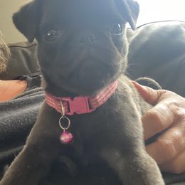 Poppy - Pug