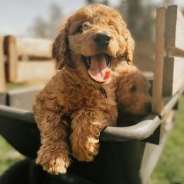 Goldendoodle Puppies from J+A Family Doodles