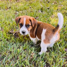 Bosley - White and tan male Russell Terrier puppy in Burns, Tennessee from Terrier Town of Tennessee