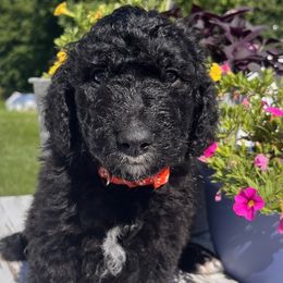Mr. Orange - Black and white male Aussiedoodle puppy in Taylor, Missouri from Pawsitively Doodles