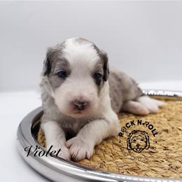 Violet Bridgerton - Blue merle and white female Sheepadoodle puppy in Edmond, Oklahoma from Rock N Roll Doodles