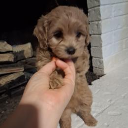 Lily F1b - Red female Cavapoo puppy in Centerton, Arkansas from Velvet Paws Cavapoos