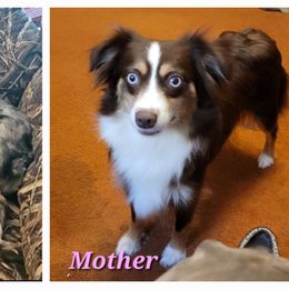 Toy Australian Shepherd All Grown Up from High Point Toy Aussies