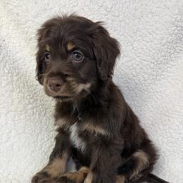 Bixby - Black white and tan male Cockapoo puppy in Queens, New York from The 2 Musketeers_Cockapoos