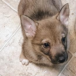 Tiwaz - Gray male Swedish Vallhund puppy in Ellensburg, Washington from Faery Mount Farm