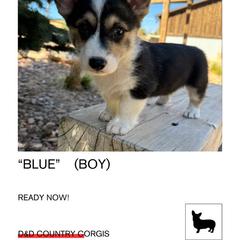 Blue - Pembroke Welsh Corgi puppy from D&D Country Corgis