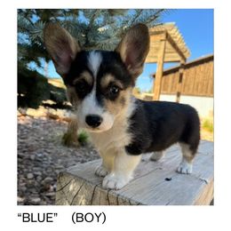 Blue - Pembroke Welsh Corgi puppy from D&D Country Corgis
