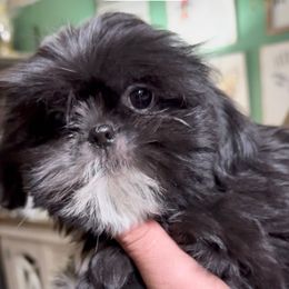 Black an white male - Black and white male Shih Tzu puppy in Beaver, Ohio from Jessica’s Shih Tzus