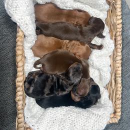 Dachshund Puppies from Golden Creek Farm