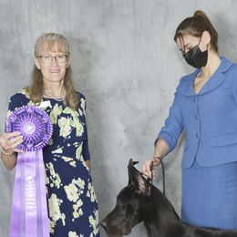 Great Danes from Corazon Azul Great Danes
